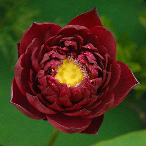 Ficoszo mixed lotus seeds for pond decoration and natural beauty.