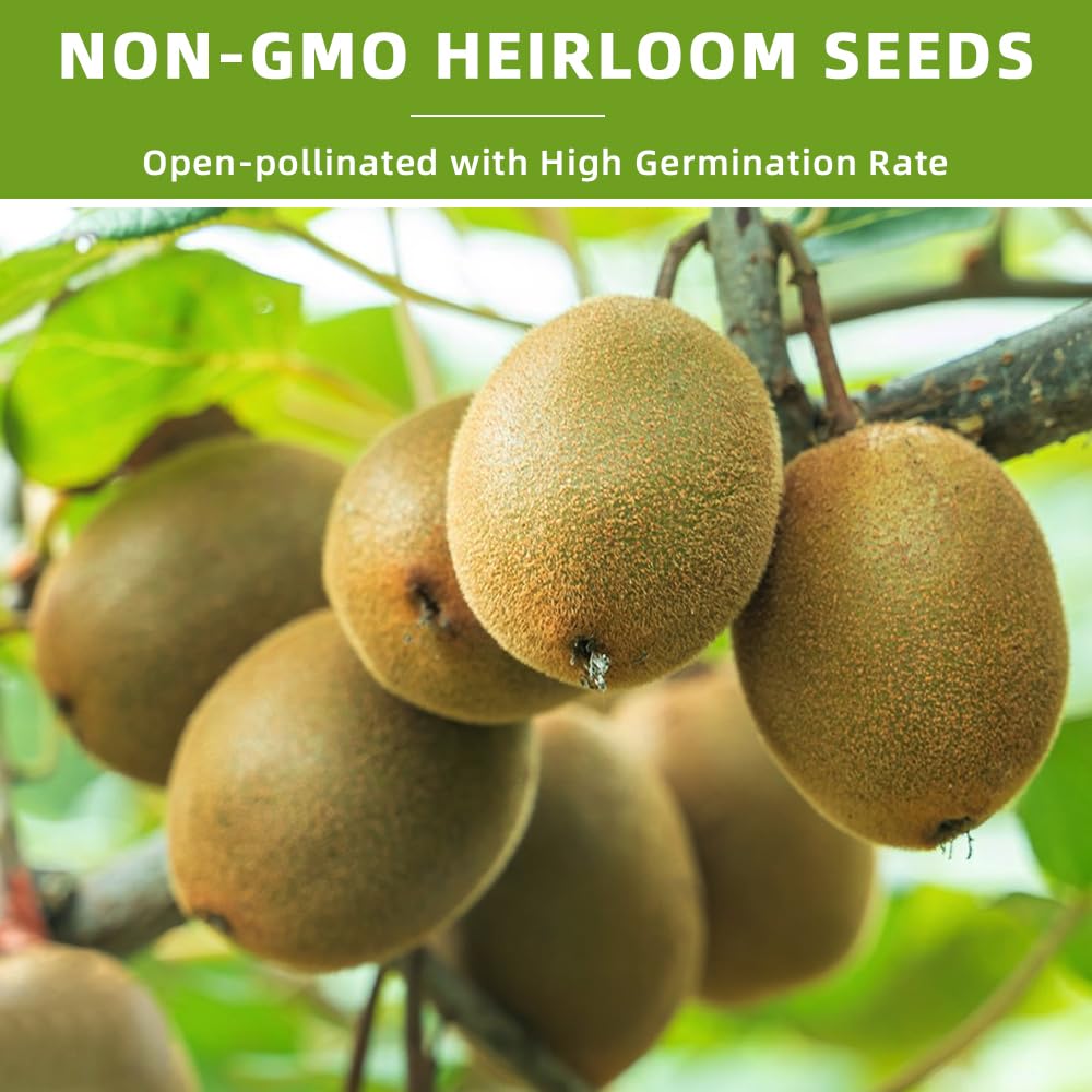 Ficoszo fig seed germination setup helps faster sprouting with moisture management.