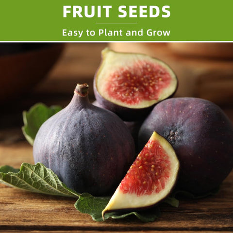 Ficoszo kiwi seed germination setup supports healthy sprouts in warm, moist conditions.
