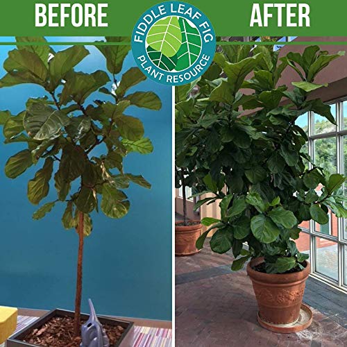 E-book download preview with practical fiddle leaf fig care guidance.