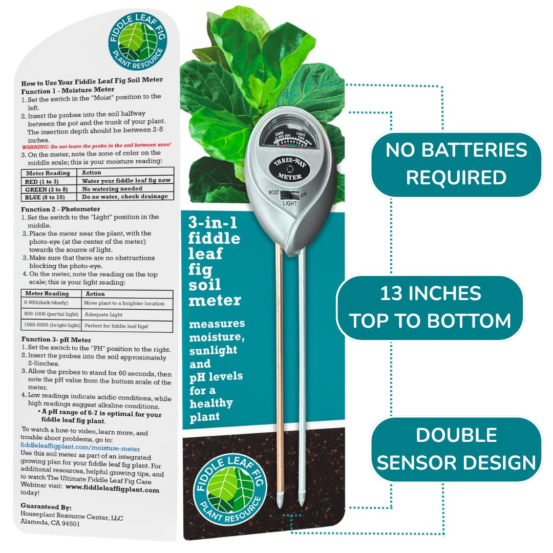 Fiddle Leaf Fig care insights help informed decisions for thriving houseplants.