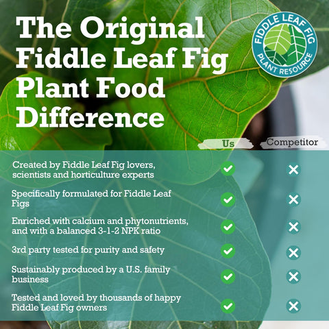 Healthy growth on fiddle leaf fig leaves after feeding with Plant Food.