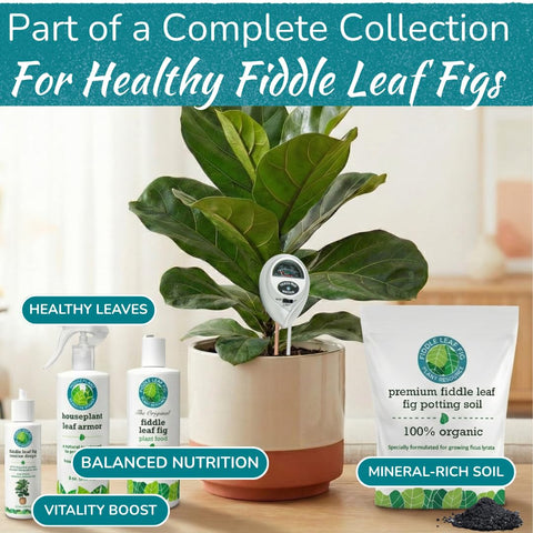 Fiddle Leaf Fig long probe-depth reveals deeper moisture conditions under soil.