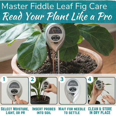 Fiddle Leaf Fig moisture reading guides watering to prevent under- or over-watering.