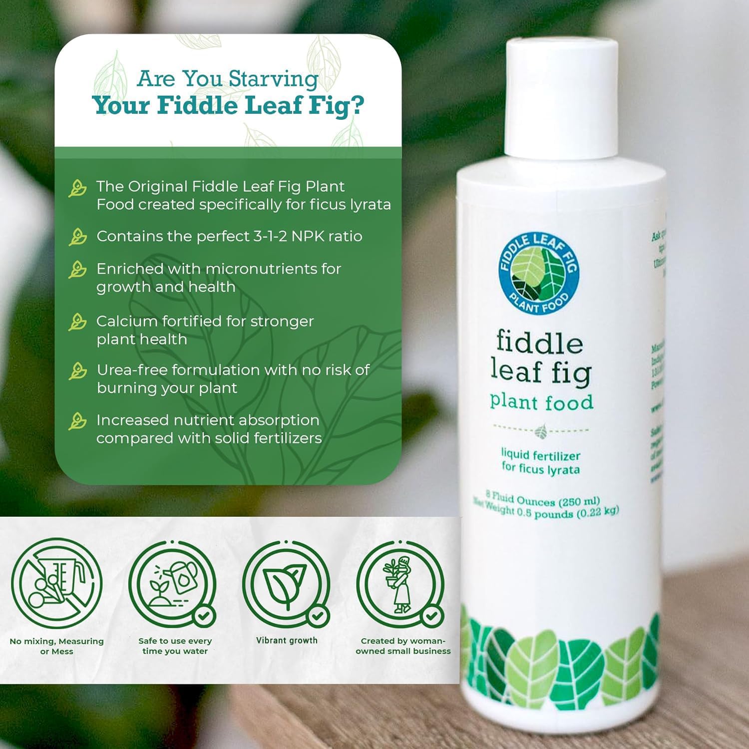 Fiddle Leaf Fig Plant Food mixed in water for even nutrient delivery.