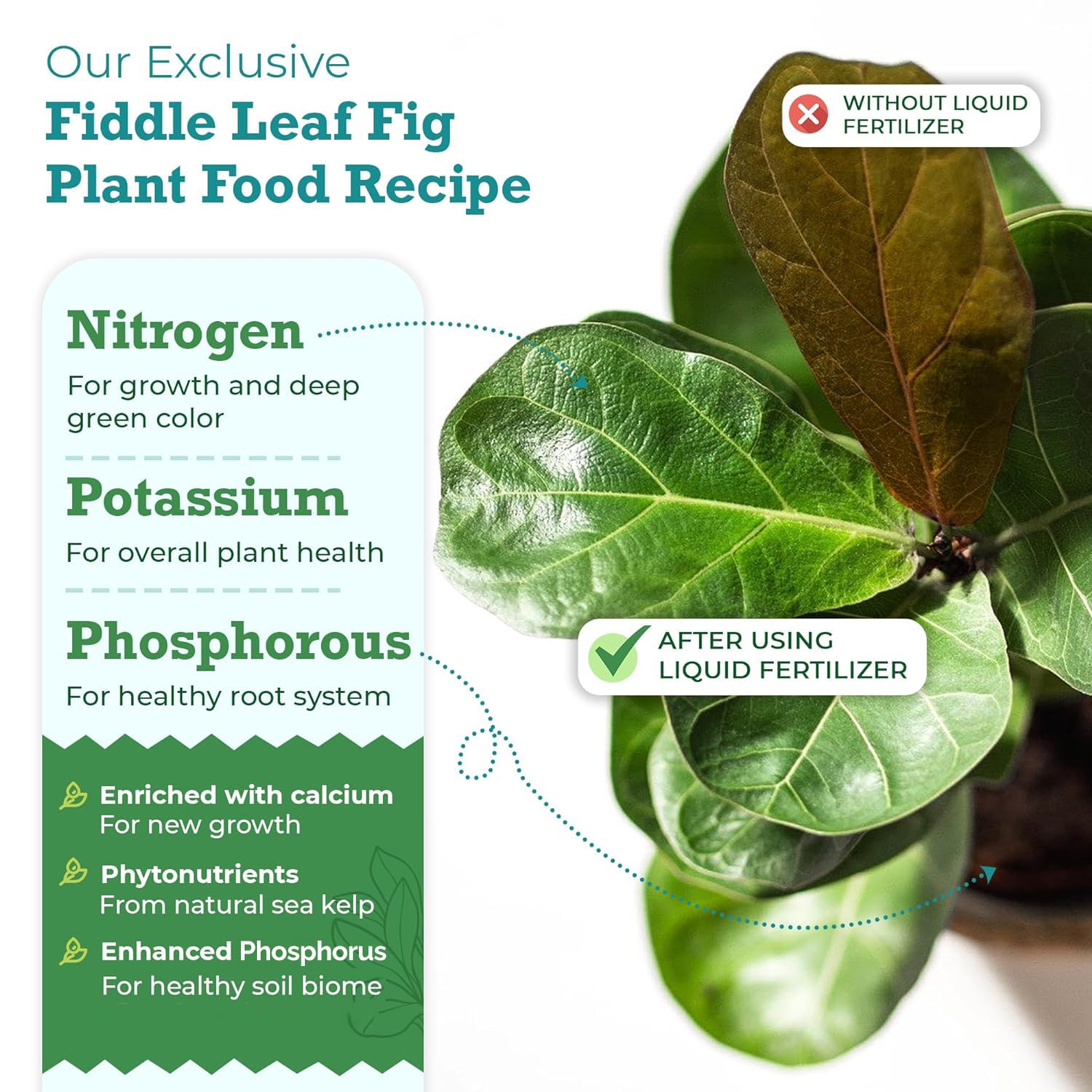 Measuring with the included teaspoon for precise plant feeding.