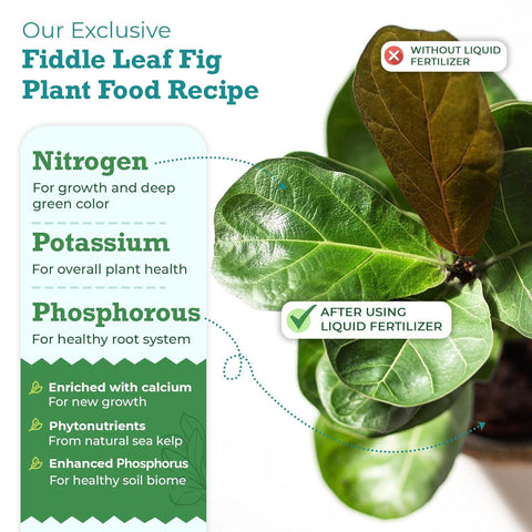 Measuring with the included teaspoon for precise plant feeding.