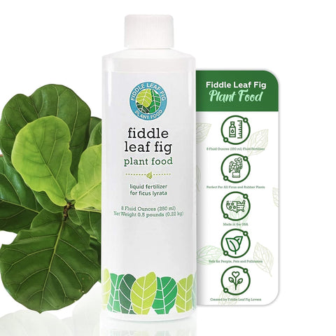 Pouring Fiddle Leaf Fig Plant Food into watering can for routine care.