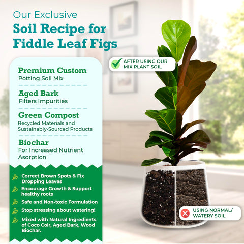 Fiddle Leaf Fig Plant Food soil texture highlighting chunky mix for drainage and airflow
