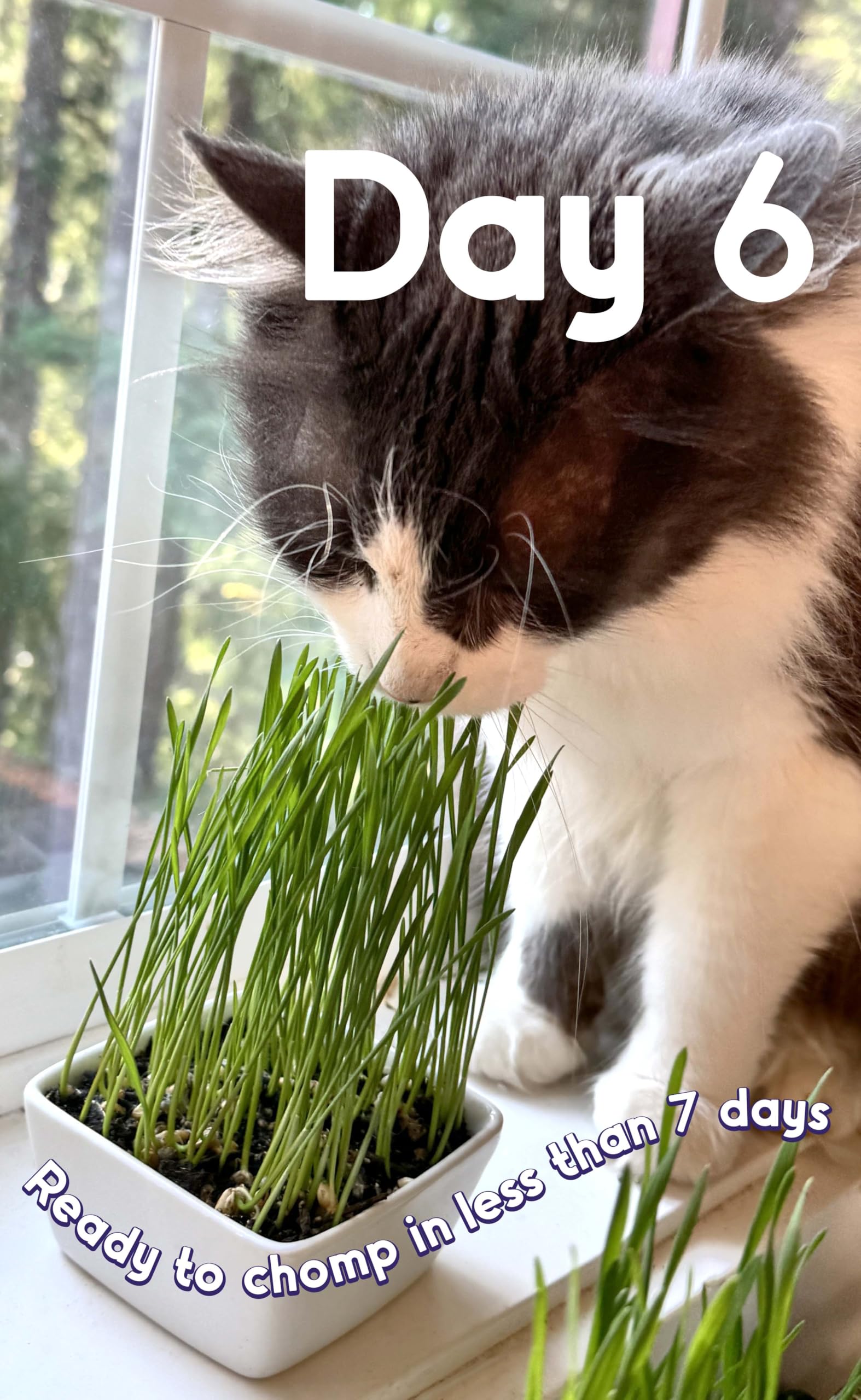 Fiend Cat Grass Seed Favorites sprouts quickly for happy kitties.