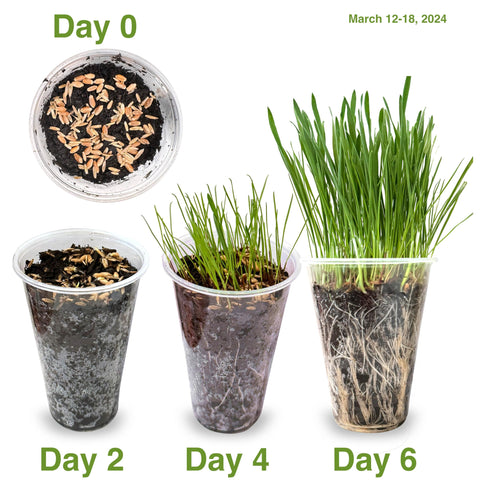 Fiend Cat Grass Seeds ready-to-serve for cats with bite-sized greens and easy setup.