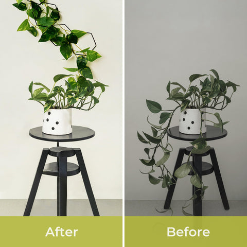 Filda Chain Trellis plant-support adapts to philodendrons, hoyas, ivy, and vegetables.