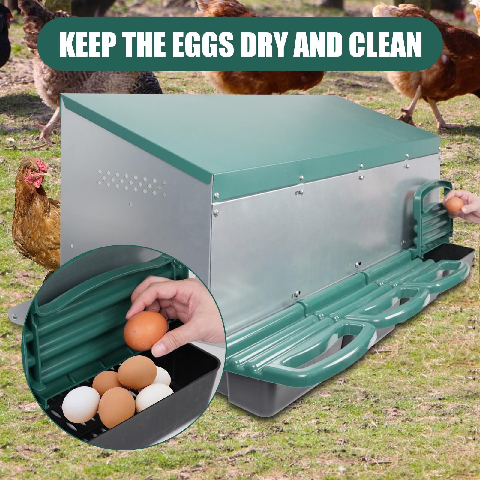 Filterhualv chicken nesting box roll-away tray in use inside coop.