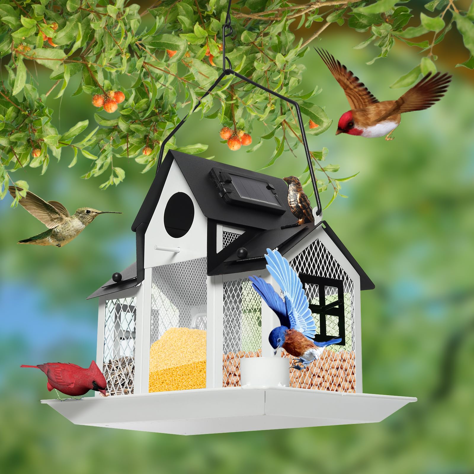 FIMOFIDRE backyard scene attracting cardinals and bluebirds to feed.