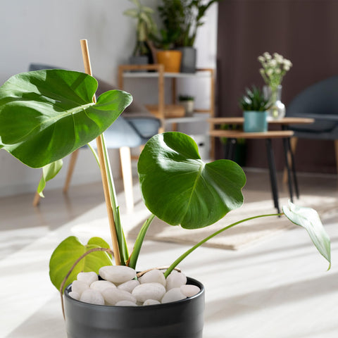 FINIKIS white pebbles vase filler adds texture to arrangements.