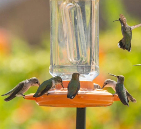 FIRST NATURE 3088 orange base attracts Orioles and supports stable perch for easy sipping.