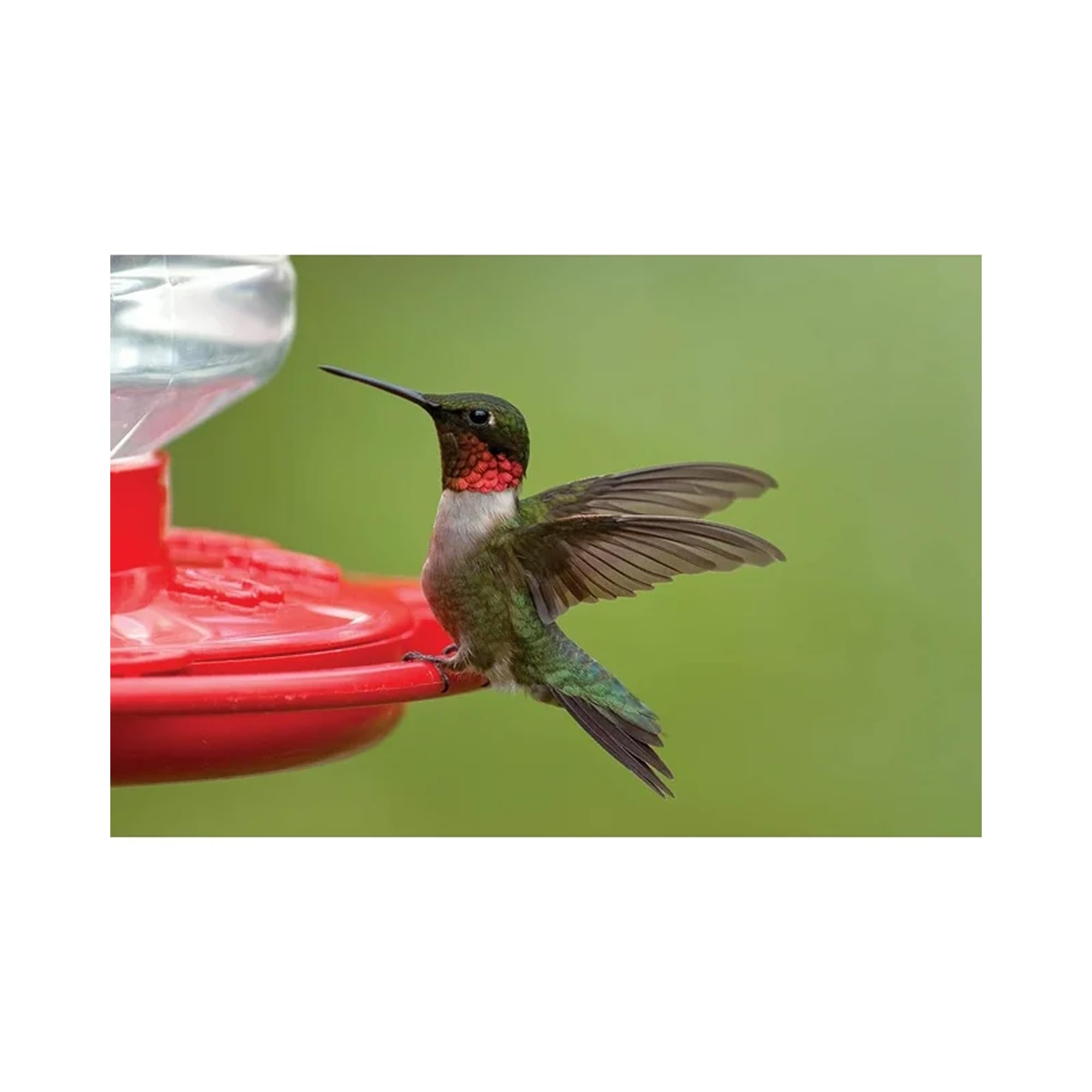 First Nature 32-ounce capacity keeps hummingbirds fed longer between refills.