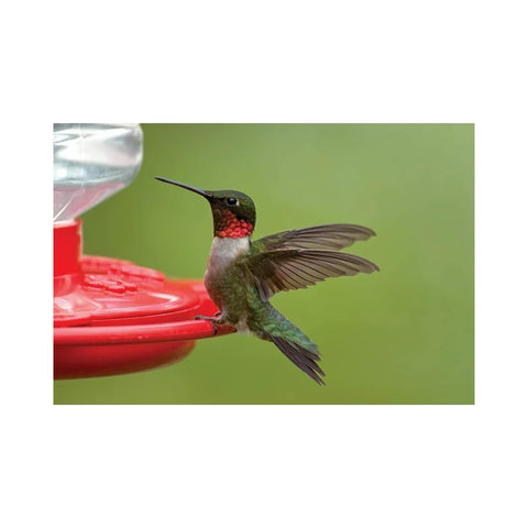 First Nature 32-ounce capacity keeps hummingbirds fed longer between refills.