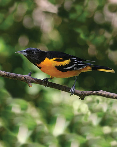 First Nature Oriole Feeder orange base and 10 ports attract orioles.