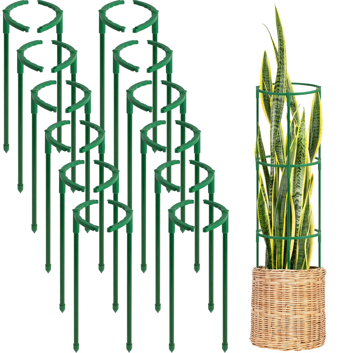First-zgel half-round stake supports tomato vines for upright growth.