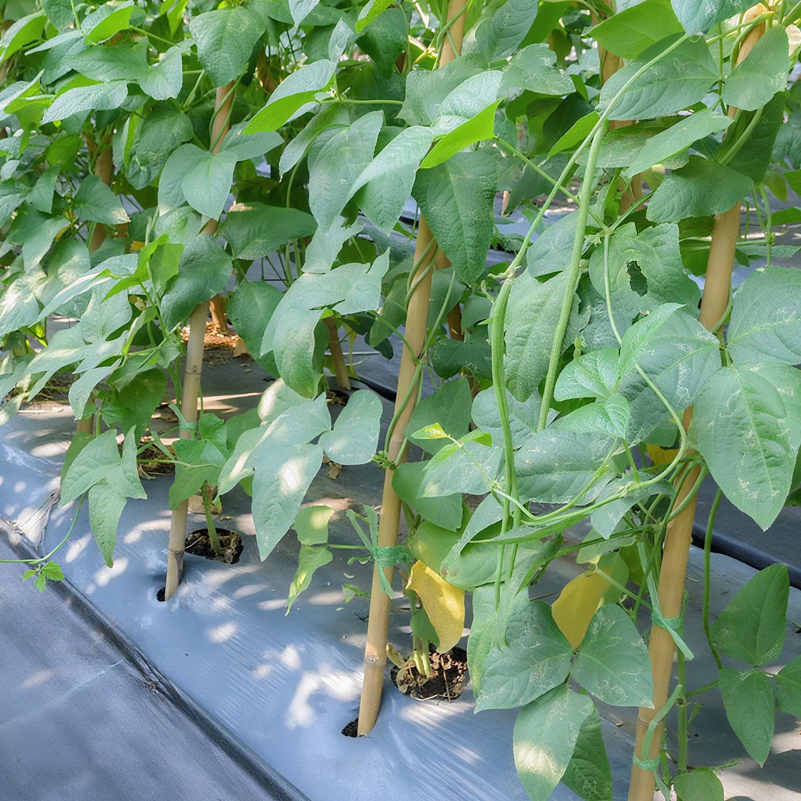 FlaggeZG value pack of bamboo stakes supports multiple containers.