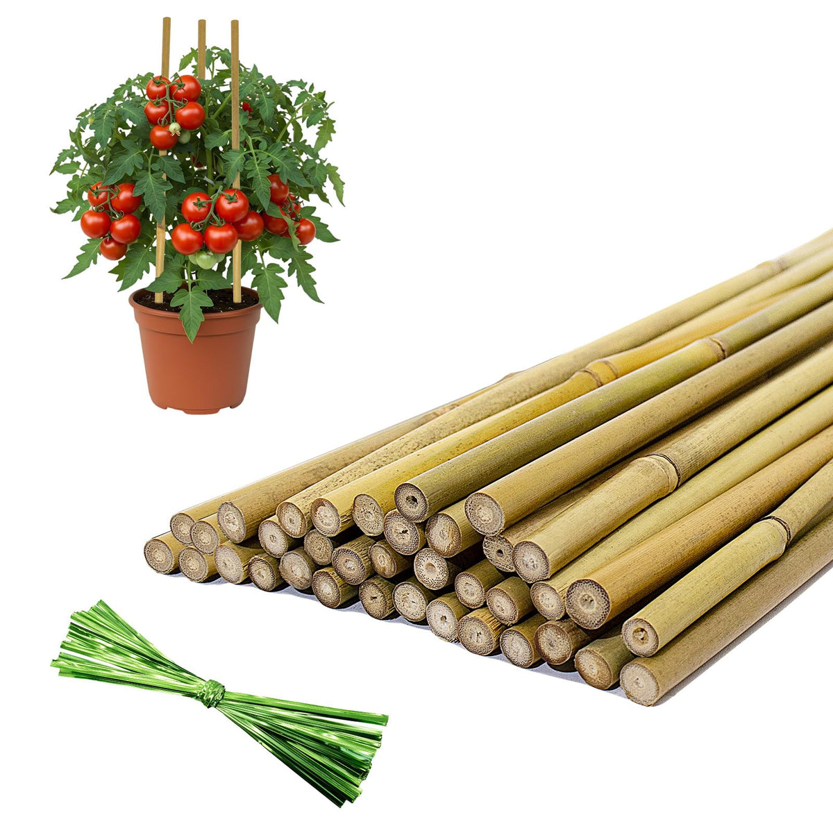 FlaggeZG 16-inch natural bamboo plant stake provides sturdy support for growing plants.