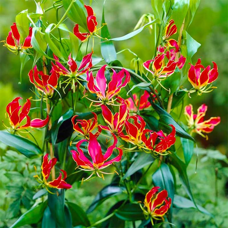 Flame Lily Seeds on arch or trellis showcasing vivid color.