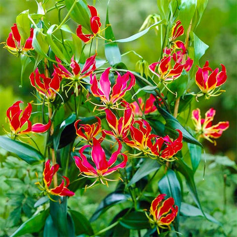 Flame Lily Seeds on arch or trellis showcasing vivid color.