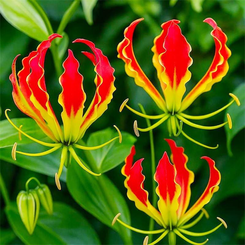 Flame Lily Seeds bloom closeup for vibrant indoor arrangements.