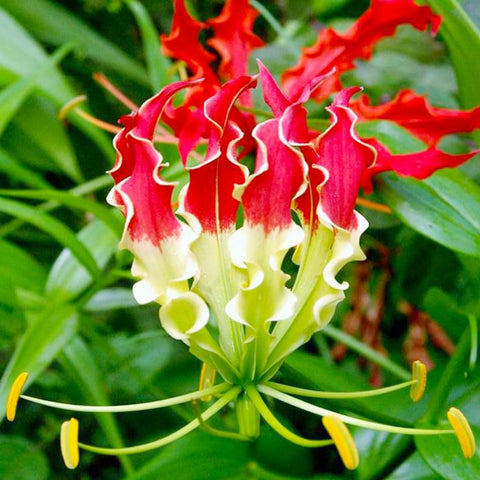 Flame Lily Seeds climbing vine on a fence for garden height.