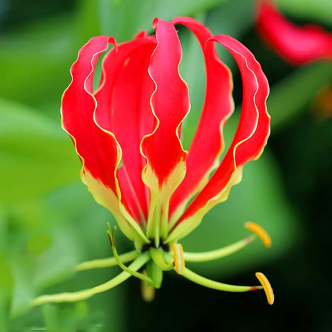 Flame Lily Seeds soaking in warm water before planting.