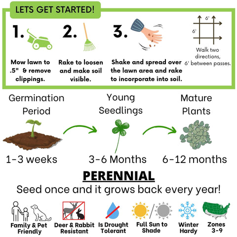 Flawn Seed Kits lawn alternative image showing vibrant green turf with low maintenance potential