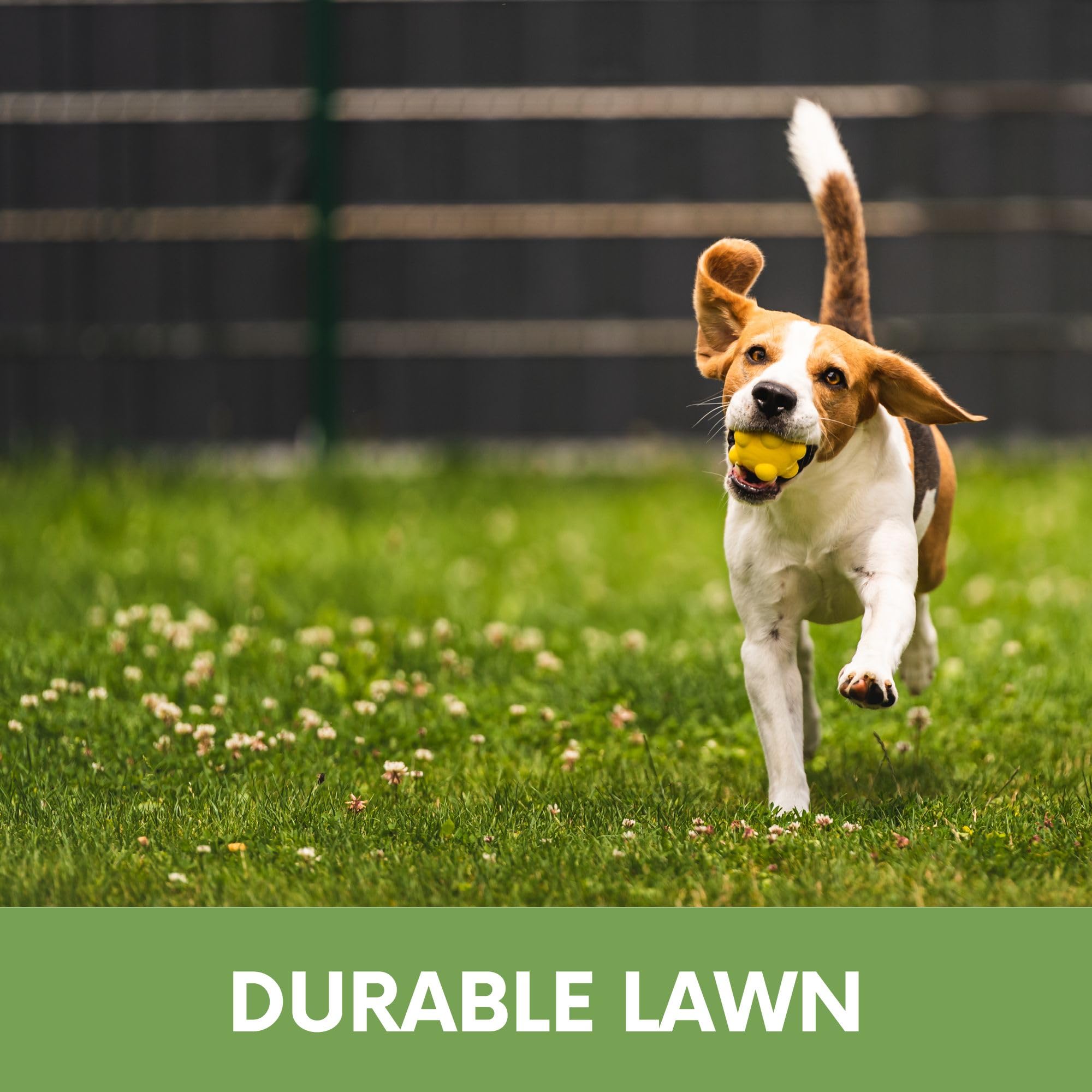 Low-maintenance lawn with less mowing and drought resilience.