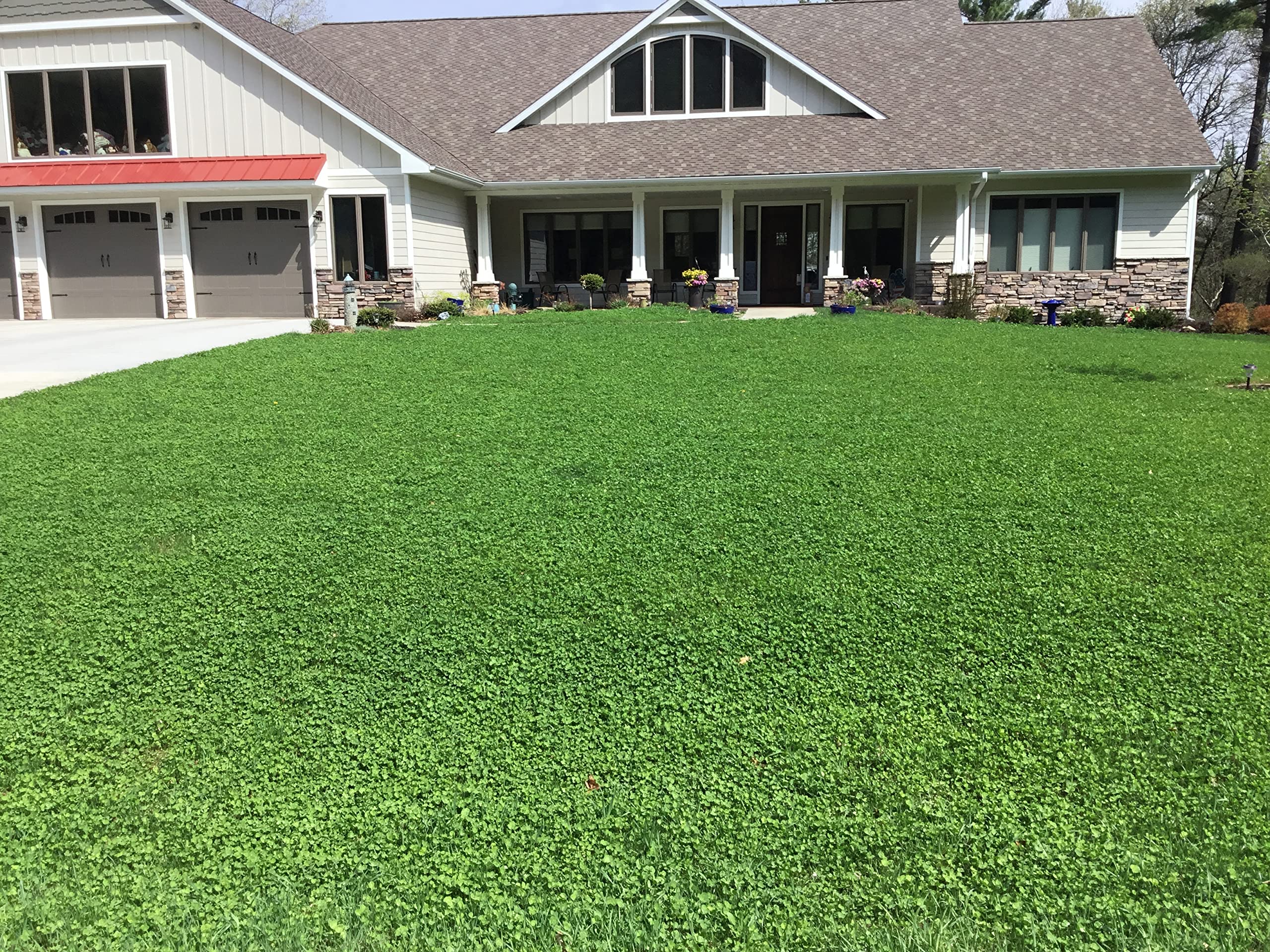 Flawn Seed Kits micro clover germination close-up in warm soil.