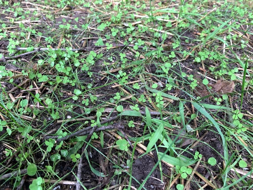 Flawn Seed Kits micro clover lawn after growth forming a soft carpet.