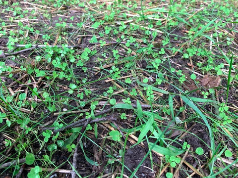 Flawn Seed Kits micro clover lawn after growth forming a soft carpet.