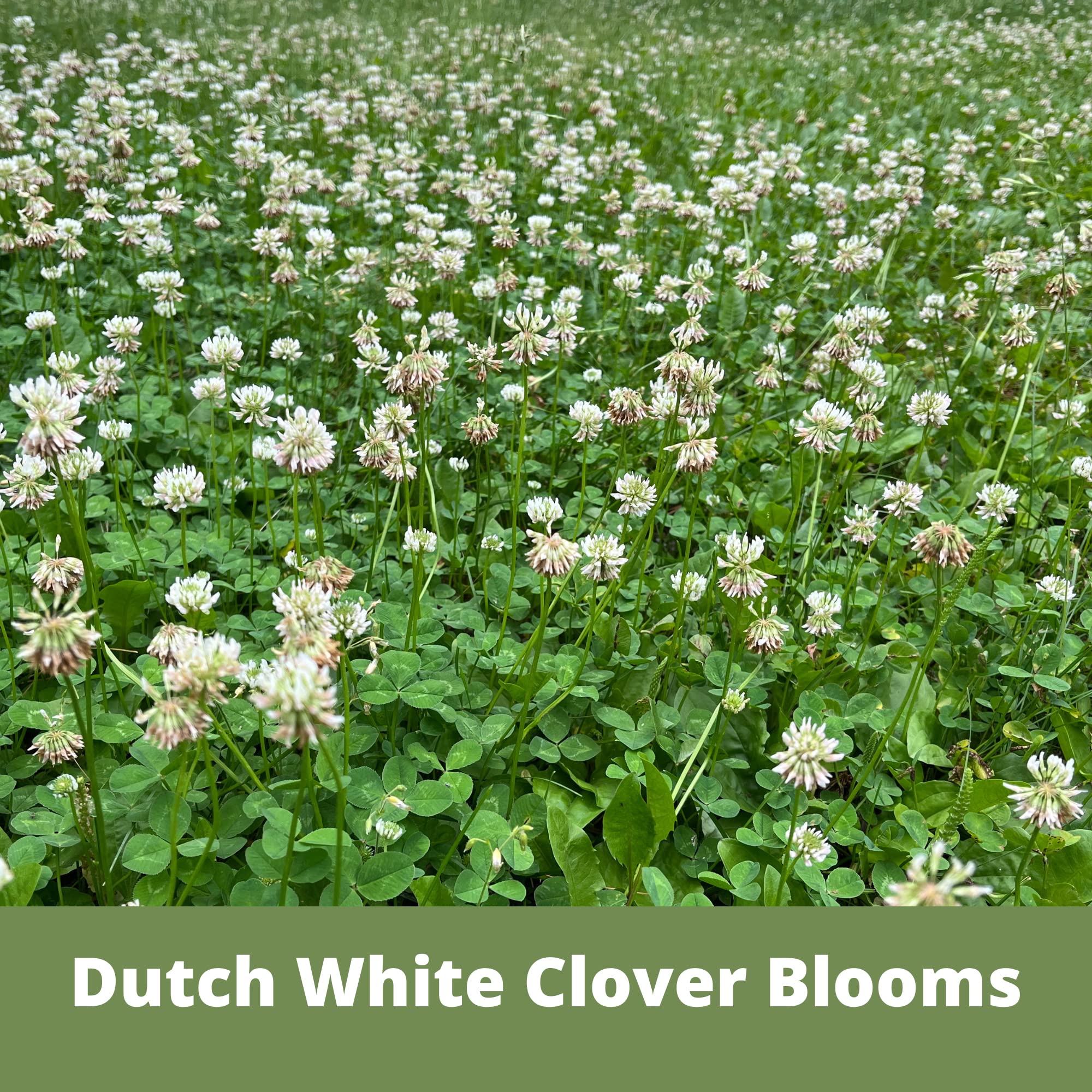 Pollinators visit a flowering lawn established with Flawn Seed Kits.
