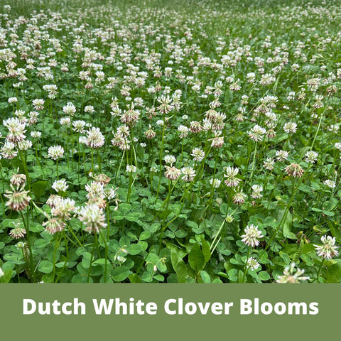Pollinators visit a flowering lawn established with Flawn Seed Kits.