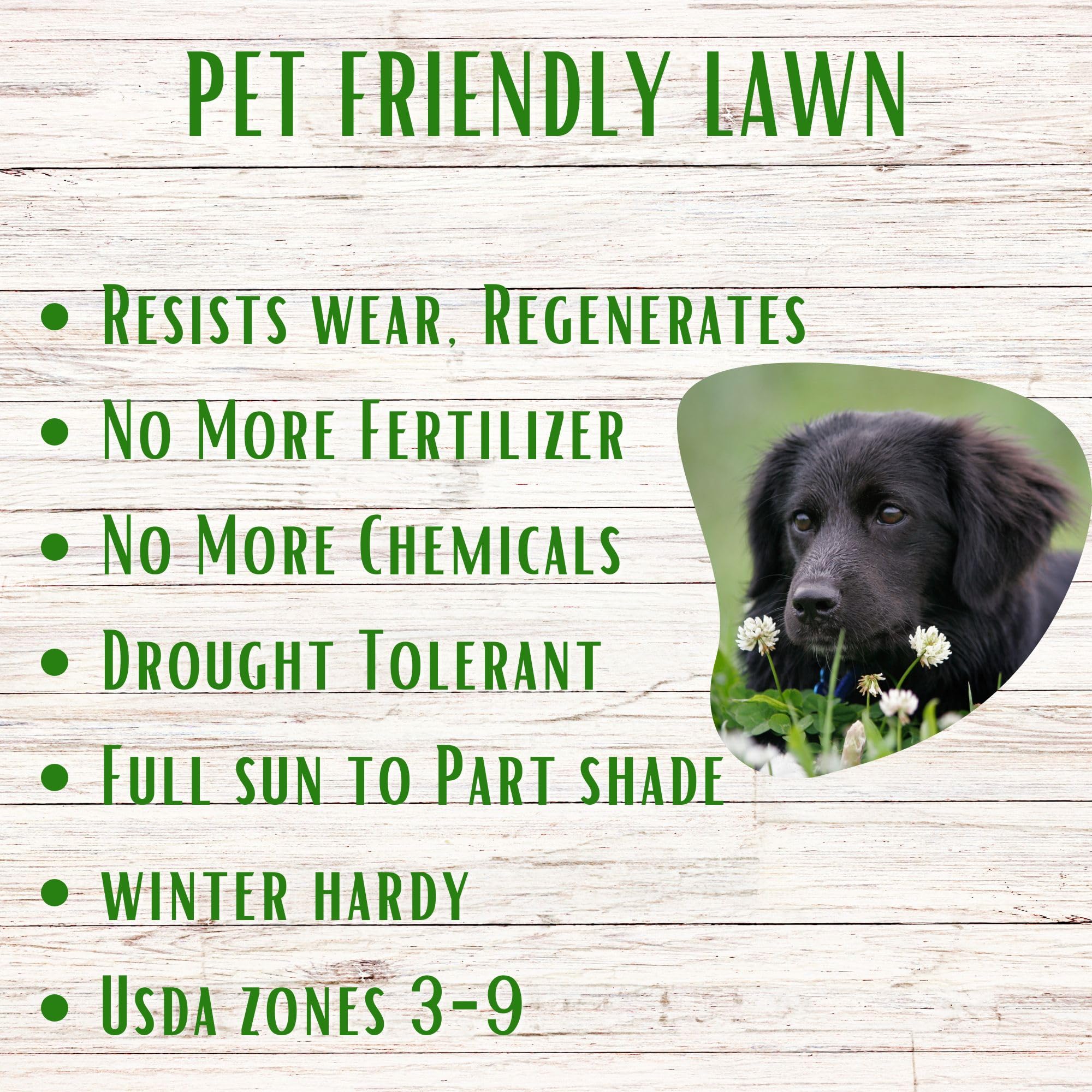 Flawn Seed White Dutch Clover creates kid- and pet-friendly lawn spaces.