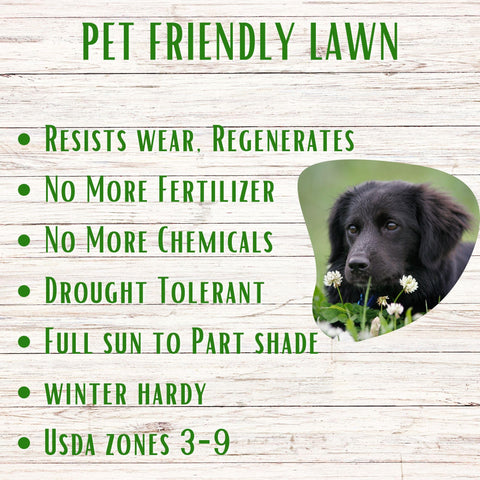 Flawn Seed White Dutch Clover creates kid- and pet-friendly lawn spaces.