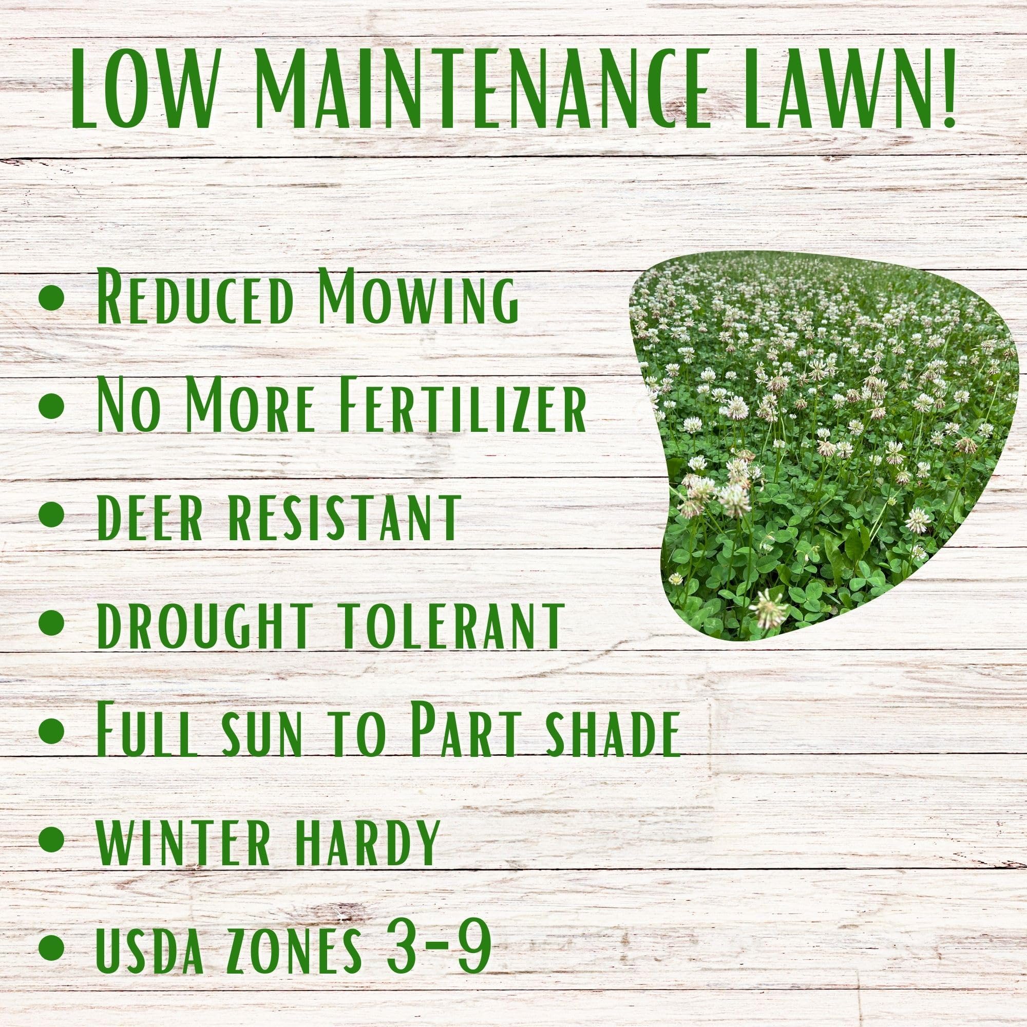 Flawn Seed White Dutch Clover tolerates drought with minimal watering during dry spells.