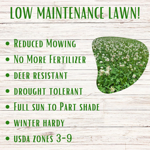 Flawn Seed White Dutch Clover tolerates drought with minimal watering during dry spells.