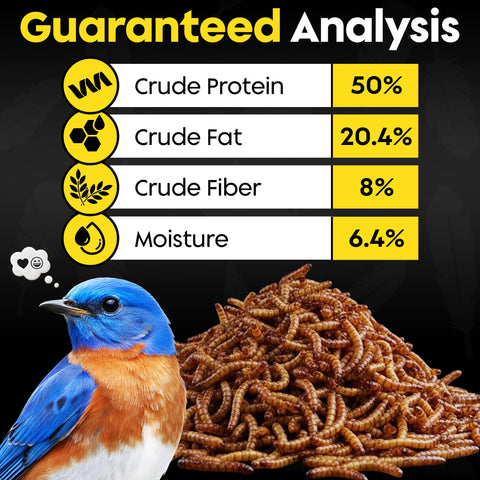 Flockin' dried mealworms at backyard feeders enhance birdwatching variety.