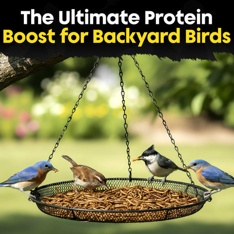 Flockin' dried mealworms delight cardinals with nutritious, protein-packed treats.
