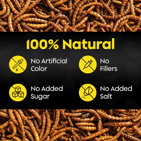 Flockin' dried mealworms help birds during molt by providing steady energy.