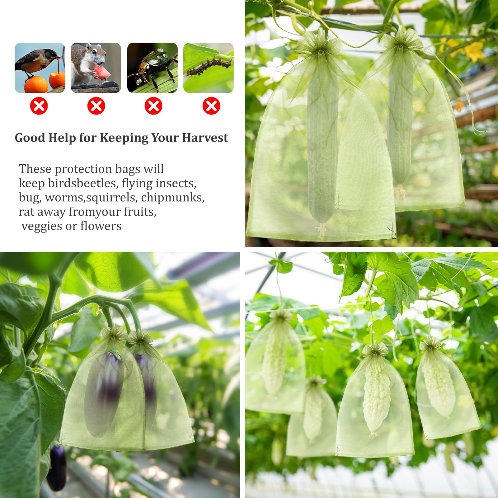 FloraSea 8x12 inch bags protect apples and peaches effectively