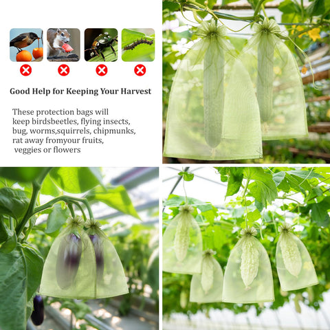 FloraSea 8x12 inch bags protect apples and peaches effectively