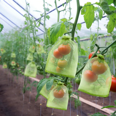 FloraSea fruit tree cover bags protect mangoes and apples while staying breathable.