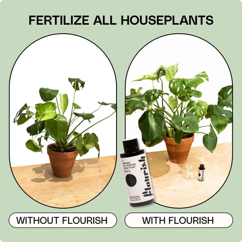 Flourish indoor-plants-leaf-growth demonstrates healthier foliage after feeding.