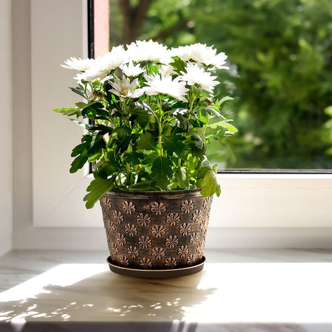 Flowyypo gift-ready planter, a thoughtful present for plant lovers